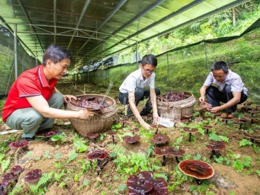 灵芝种植技术赋能农业现代化，共铸健康产业新篇章