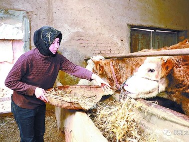 牛羊养殖技术咨询服务，助力农户增收迈向农业现代化
