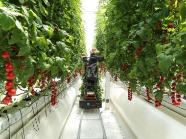 科技赋能农业，种植技术咨询推动农民增收新篇章