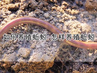 绿色农业新篇章，蚯蚓养殖技术咨询，共筑生态养殖未来